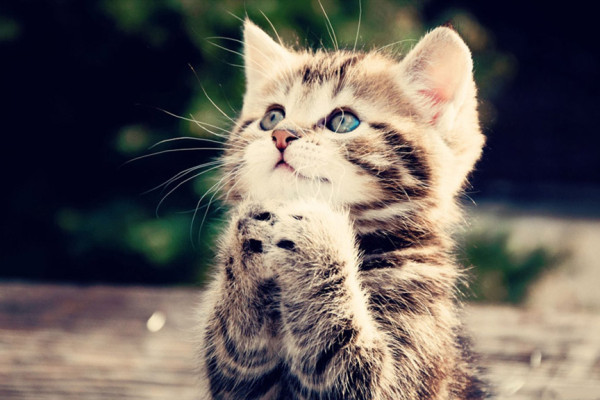 畢業論文寫吸貓(云吸貓)是精神鴉片-668論文網 畢業論文寫吸貓(云吸貓)是精神鴉片-668論文網