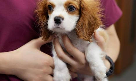 動物醫學論文題目